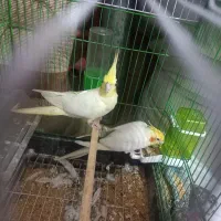 طوطی عروس نروماده بالغ