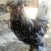 خروس محلی|حیوانات مزرعه|شیراز, دروازه قران|دیوار