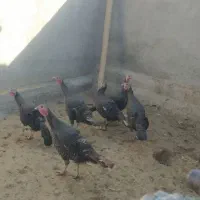 فروش بوقلمون ماده در میان راهان