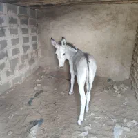 فروش کره الاغ نر