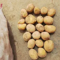 سیب‌زمینی. دامی