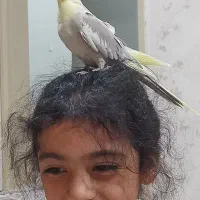 عروس هلندی ماده دوساله و تخم گزار|پرنده|تهران, شهید فکوری|دیوار