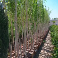 صنوبر ،سپیدار ،نیگرا