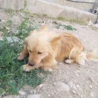 سگ اشپیتز پامر و هاسکی