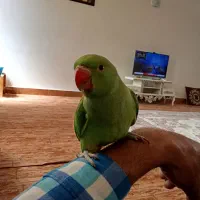 طوطی دستی خوشکل