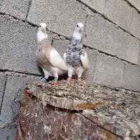 کبوتر طوقی|پرنده|وحدتیه, |دیوار