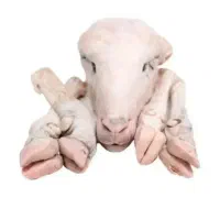 پاک کردن کله پاچه وسیرابی