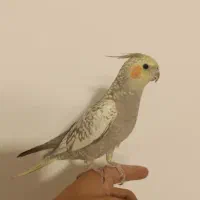 عروس هلندی نر فوق‌العاده دستی