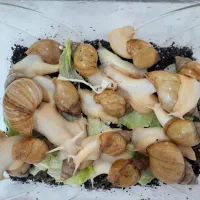 حلزون آلبینو مولد