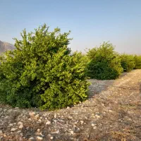 فروش باغ تلخاب شیرین|فروش دفتر صنعتی، کشاورزی، تجاری|دوگنبدان, |دیوار