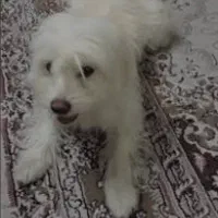 واگذاری رایگان سگ شیتزو تریر ۹ ساله