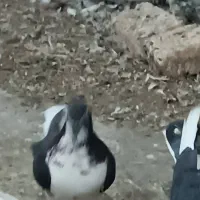 فروش یه عدد شهری|پرنده|فسا, |دیوار