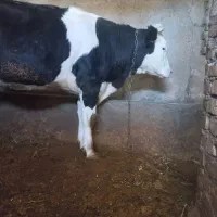 فروش گوساله
