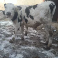 فروش ۱ راس گوساله سمینتال نر