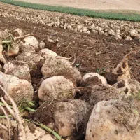 چغندر قند سالم