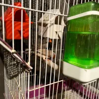 سه جفت فنچ مولد با قفس|پرنده|تهران, اتابک|دیوار