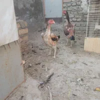 مرغ لاری اوشامو