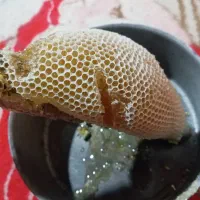 عسل کوهی و کندو