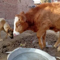 گوساله نر سیمیتال قرمز|حیوانات مزرعه|بناب, |دیوار