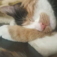 واگذاری|گربه|اصفهان, آهنگران|دیوار