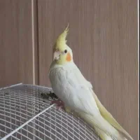 عروس هلندی لوتیتو ماده دستی