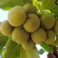 نهالستان ایران سبزنهال|گل و گیاه طبیعی|میاندوآب, |دیوار