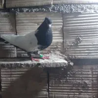 کبوتر|پرنده|تربت جام, میان جام|دیوار