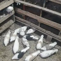 21جفت|پرنده|نیر (اردبیل), |دیوار