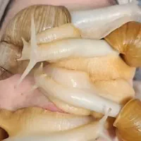حلزون|خزنده|دزفول, |دیوار