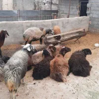 فروش گوسفند سالم و باکیفیت|حیوانات مزرعه|اصفهان, سرشبادران|دیوار