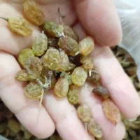 کشمش خوش مزه