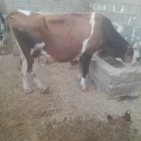 گاوبدونگوسالهدر رامهرمز