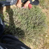باغچه-فردو