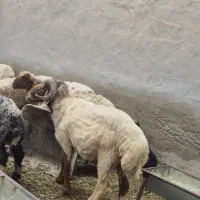 قوچ