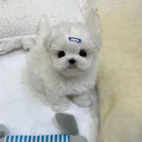 پودل، مالتیز،شیتزو|سگ|ارومیه, |دیوار