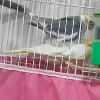 عروس هلندی و تعدادی قفس