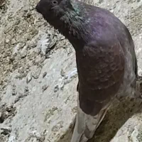 200عددجوجه پرشی به شرت پرش ساعت|پرنده|تهران, آسمان|دیوار