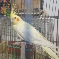 طوطی،عروس هنلدی