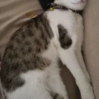 گربه گم شده