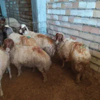 با سلام خدمت دوستان پنج راس میش ابستن شک