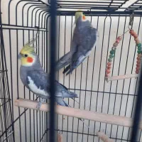 دو عدد عروس هلندی نر سخنگو و دستی همراه با وسایل|پرنده|تهران, پاسداران|دیوار