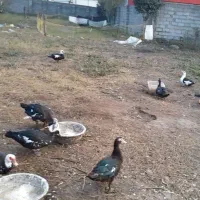 اردک اسرائیلی|حیوانات مزرعه|چاف و چمخاله, |دیوار