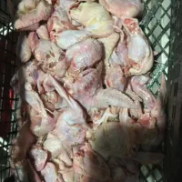 ضایعات مرغ مخصوص حیوان