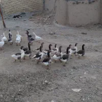 غاز محلی|حیوانات مزرعه|دیواندره, |دیوار