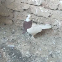 طوقی مهر|پرنده|قم, هفت تیر|دیوار