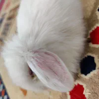 خرگوش لپ دستی  بامزه