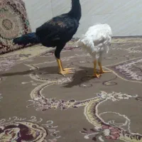 لاری ۸ ماهه|حیوانات مزرعه|اقبالیه, |دیوار