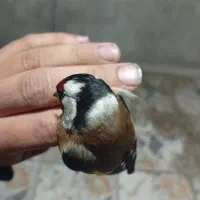 سهره|پرنده|مریوان, |دیوار