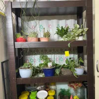 استند گل و کتابخانه|گل و گیاه طبیعی|تهران, قیام|دیوار