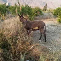 حیوانات در مزرعه